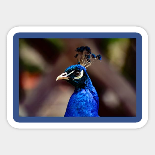 Peacock Sticker by Rob Johnson Photography